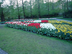 Keukenhof (78)